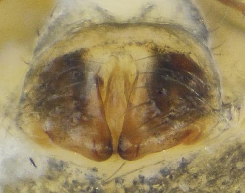 Diplocephalus picinus